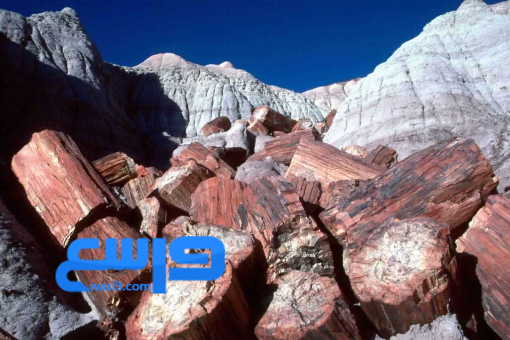 غابات الأريزونا المتحجرة غابات الأريزونا المتحجرة