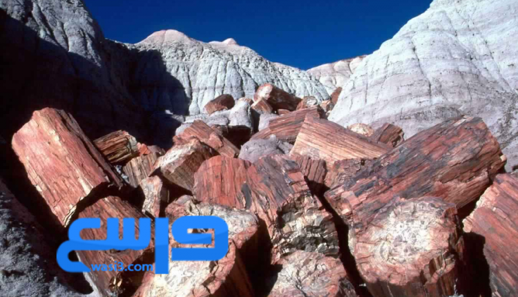 غابات الأريزونا المتحجرة